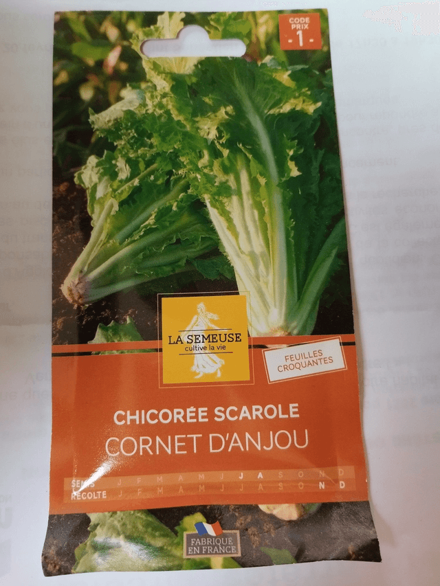 Chicorée Scarole cornet d&#039;Anjou