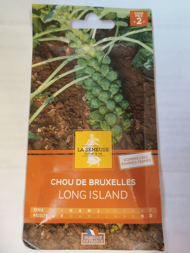 Chou de Bruxelle long island