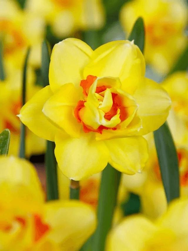 Narcisse Texas – Fleurs doubles jaune et orange