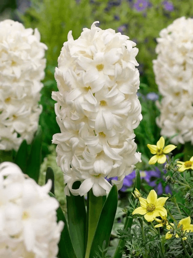 Jacinthe Carnegie – Grandes fleurs blanches parfumées