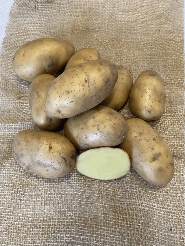 Apollo – Précoce et résistante