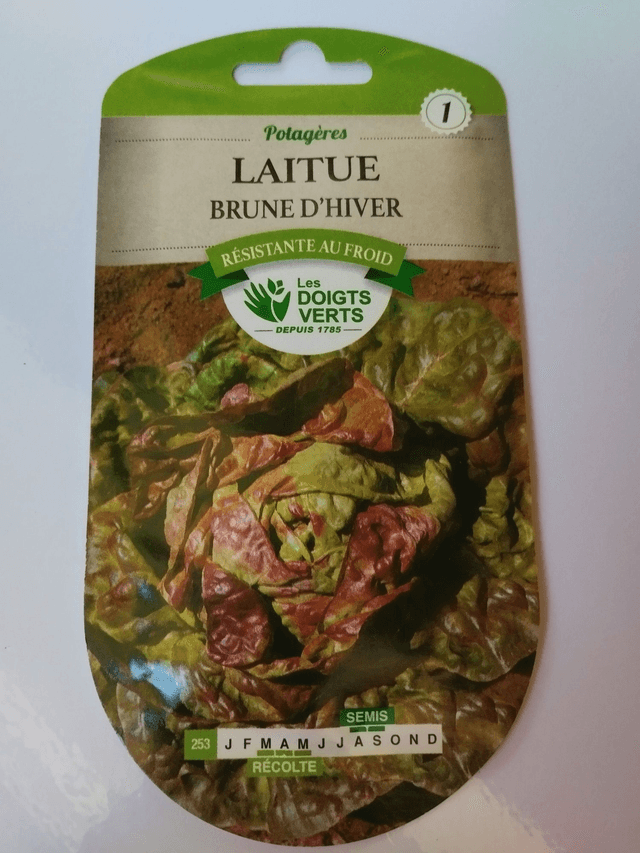 Laitue Brune d&#039;hiver