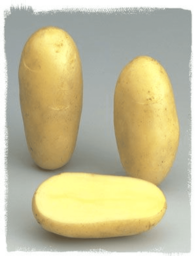 Amandine – Chair ferme et précoce