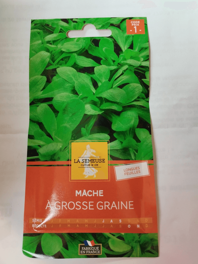 Mâche à grosse graine