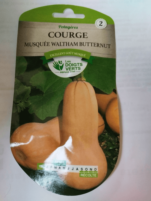 Courge musquée Waltham butternut